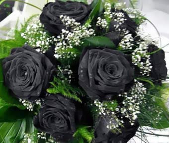 Чорні троянди