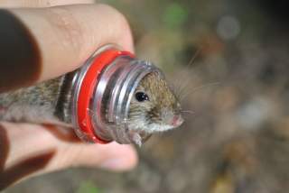 миша в пляшці