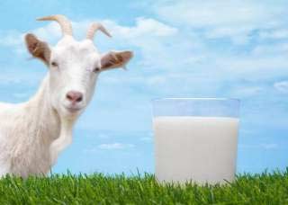сухе молокодля вигодовування тварин