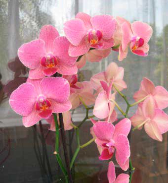 рожева орхідея Фаленопсис