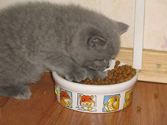 харчування кошеня