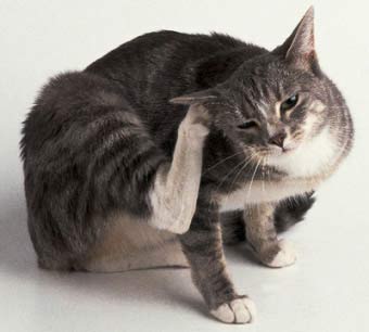 Способи зараження кішки вошами і блохами