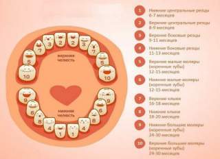 порядок прорізування зубів