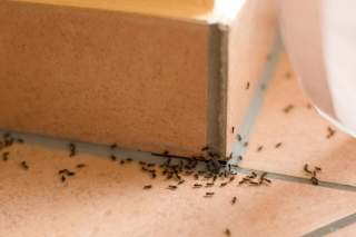 колонія-поселення мурах в квартирі
