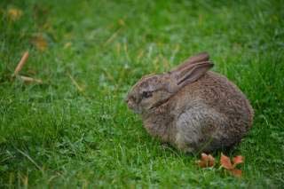 захворювання кроликів