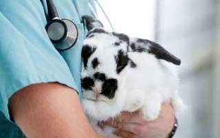 лікування кроликів