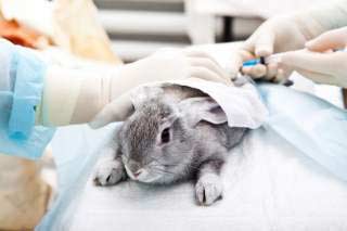 вакцинація кролям