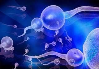 сперматозоїди