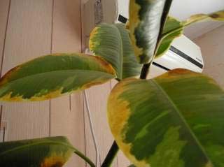 жовтіє листя кімнатних рослин