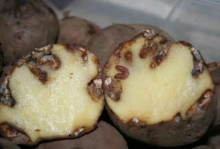 пошкоджена дротянкою картопля