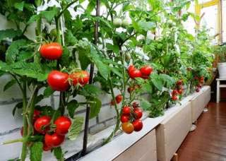 врожай помідорів вдома
