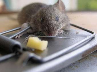 зловлена миша в квартирі