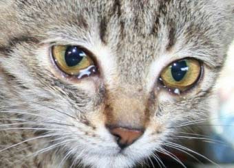 Чому у кота сльозяться очі