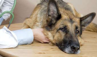 Лікування запору у собаки