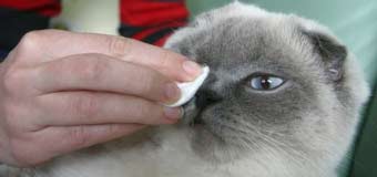 Сльозливість очей у породистих котів