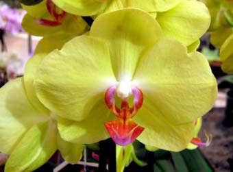 Правила пересадки орхідеї фаленопсис 